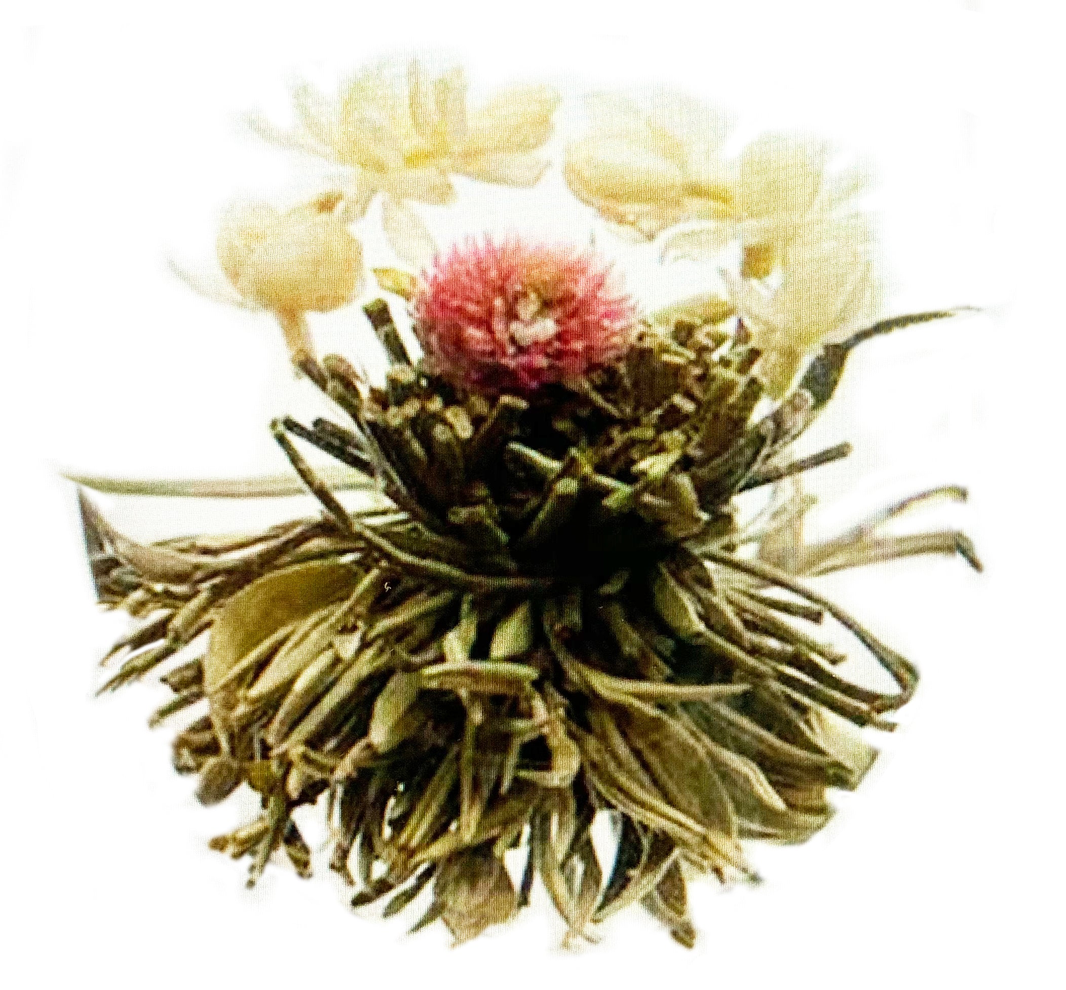 Connaissez-vous les fleurs de thé ?
